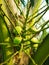 Coconut fruit, close-up bunch of fresh green coconuts Clusters on palm tree, nature background