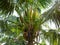 Coconut fruit on coconut tree