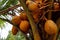 Coconut fruits in indonesia