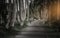 Coconut Garden Entrance, Coconut in plantation with gardener.