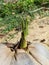 Coconut  germinating