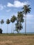 Coconut grass ocean beach sunny trees summer