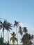 Coconut Grove Bliss: A Lush Landscape of Towering Palm Trees
