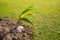 Coconut growing from seedlings in the garden