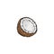 Coconut half of open tropical exotic fruit, sketch vector illustration isolated.