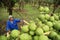 Coconut harvest in bahia