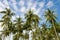 Coconut Island  palm trees, blue sky nobody