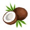 Coconut isolated on white. Vector illustration.