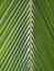Coconut leaf abstract pattern line green nature background