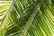 Coconut leaf background texture, palm leaf