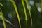 Coconut leafs with green blurred background and bokhe effect