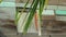 Coconut leaves on blurred house background