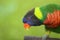 Coconut lorikeet