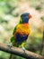 Coconut lorikeet or colorful parrot sitting on a branch