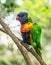 Coconut lorikeet or colorful parrot sitting on a branch