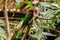 Coconut Lorikeet with head cocked, on branch in Hong Kong