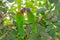 coconut lorikeet pair, Trichoglossus haematodus