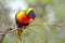 Coconut lorikeet parrot Trichoglossus haematodus