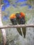 coconut lorikeet parrots colorful feathered birds