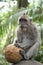 coconut Macaque Monkey forest ubud bali