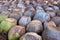 The coconut nursery in Samut Songkhram, Thailand