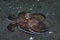 Coconut Octopus Amphioctopus marginatus