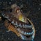 Coconut octopus, Amphioctopus marginatus. Lembeh, Indonesia