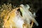 coconut octopus in its protective shell on a sandy bottom