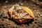 A coconut octopus in Lembeh Strait, Manado, Indonesia.