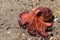 Coconut octopus underwater macro portrait on sand