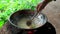 Coconut oil cooking instant hot method, at home. Heating and cooking coconut milk solution for oil extract. old female hands mix