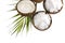 Coconut organic pure oil. Coconut oil in a cup and coconuts fruits close-up with green palm leaf isolated on white