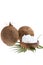 Coconut organic pure oil. Coconut oil in a wooden cup and coconuts fruits close-up with palm leaf isolated on white