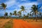 Coconut palm and beaches of Mozambique