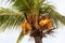 Coconut Palm or Cocos nucifera