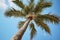 Coconut Palm (Cocos nucifera) - Tropical regions worldwide (Generative AI)