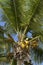 Coconut palm, Cooper Island Beach Club, Cooper Island, BVI