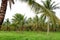 Coconut Palm Farm