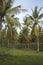 Coconut palm forest