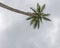 Coconut palm grey sky