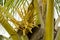 Coconut Palm Inflorescence