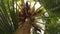 Coconut palm and its fruits seen from below