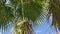 Coconut Palm Leaves with Blue Sky Background with Clouds on the Beach for Background. Palm Tree with Branches Moving in the Wind,