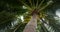 Coconut palm, low angle view. Tall, long palm tree with leaves spread wide. Unripe green coconuts grow at very top of