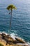 Coconut palm near the sea