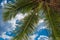 Coconut palm over blue sky background