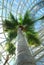 Coconut palm in palm house