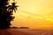 Coconut palm on sand beach in tropic on sunset