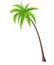 Coconut Palm tree