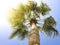 Coconut palm tree against sky .Vintage warm filter